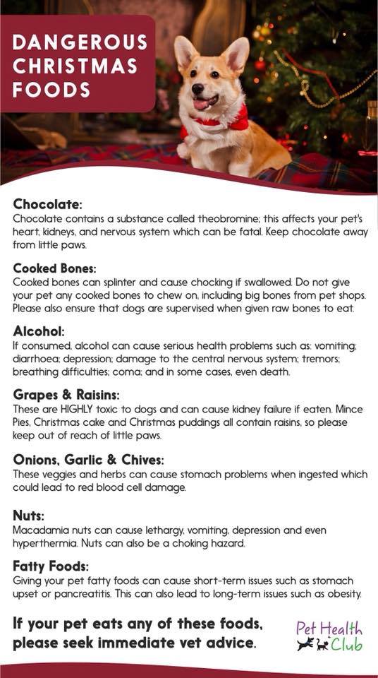 Foods not to give your dog hot sale